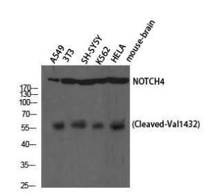 Anti-NOTCH4 Rabbit Polyclonal Antibody