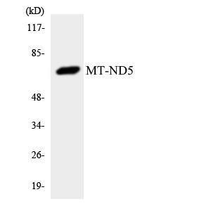 Western blot analysis of the lysates from Jurkat cells using Anti-MT-ND5 Antibody