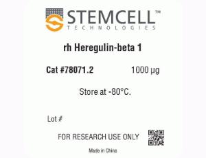 Human recombinant Heregulin-beta 1