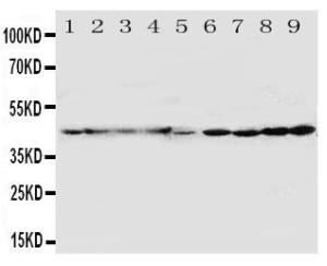 Anti-HDJ2 Rabbit Polyclonal Antibody