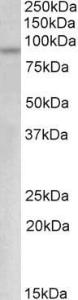 Anti-MYB Antibody (A83138) (0.5µg/ml) staining of Jurkat lysate (35µg protein in RIPA buffer). Primary incubation was 1 hour. Detected by chemiluminescence.