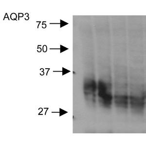 Anti-Aquaporin 3 antibody