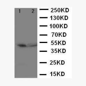 Anti-CD2 Rabbit Polyclonal Antibody