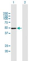 Anti-PSMD4 Mouse Polyclonal Antibody