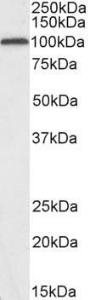 Antibody anti-glutamate receptor 4 100 µg