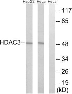 Western blot analysis of lysates from HepG2 and HeLa cells using Anti-HDAC3 Antibody. The right hand lane represents a negative control, where the antibody is blocked by the immunising peptide.