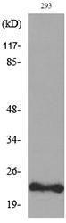 Western blot analysis of lysate from 293 cells using Anti-FGF6 Antibody