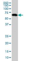 Anti-OXSR1 Mouse Monoclonal Antibody [clone: 1C8]