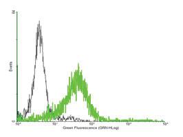 Anti-RGS6 Mouse Polyclonal Antibody