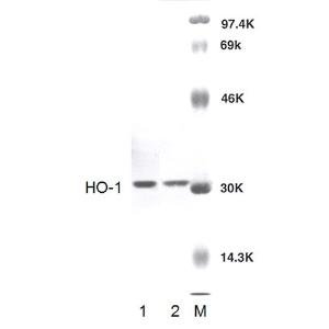 Anti-Heme Oxygenase 1 antibody