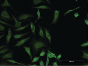 Anti-OXSR1 Mouse Monoclonal Antibody [clone: 1C8]