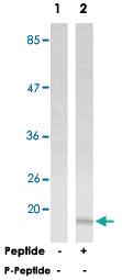 Anti-Histone H3.1 Rabbit Polyclonal Antibody