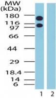 Anti-XPO1 Rabbit Polyclonal Antibody