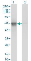 Anti-ACTL6A Mouse Monoclonal Antibody [clone: 3C4]