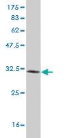 Anti-LMO3 Mouse Monoclonal Antibody [clone: 2D6]