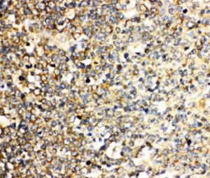 Anti-IL3 Rabbit Polyclonal Antibody