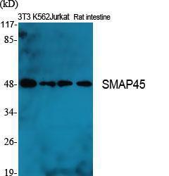 Western blot analysis of various cells using Anti-HDAC3 Antibody