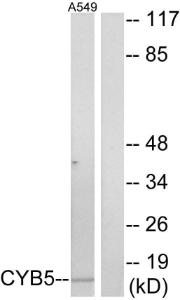 Anti-Cytochrome b5 Rabbit Polyclonal Antibody