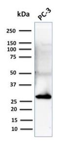 Western blot analysis of human PC3 cell lysate using Anti-14-3-3 Sigma Antibody [CPTC-SFN-2]