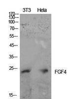 Western blot analysis of extracts from NIH 3T3, Hela cells using Anti-FGF4 Antibody