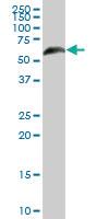 Anti-RGS6 Mouse Polyclonal Antibody