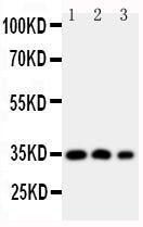 Anti-HOXA4 Rabbit Polyclonal Antibody