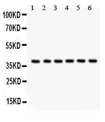 Anti-STRAP Rabbit Polyclonal Antibody