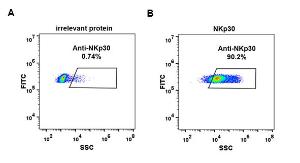 Anti-NKp30 antibody