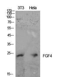 Western blot analysis of NIH 3T3, Hela cells using Anti-FGF4 Antibody