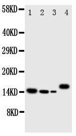 Anti-IL4 Rabbit Polyclonal Antibody