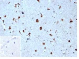 Anti-p27 Kip1 antibody