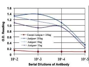 Anti-EEF2 Mouse Monoclonal Antibody [clone: 5B6]