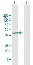 Anti-GNA14 Mouse Polyclonal Antibody