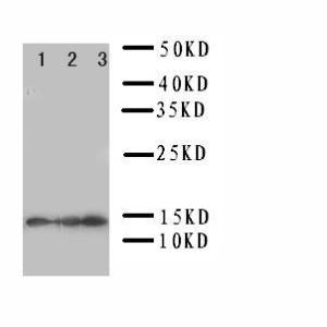 Anti-IL4 Rabbit Polyclonal Antibody