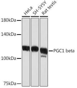 Antibody A309043-100 100 µl