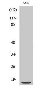 Anti-Cytochrome b5 Rabbit Polyclonal Antibody