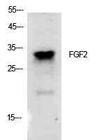 Western blot analysis of extracts from K562 cells using Anti-FGF2 Antibody