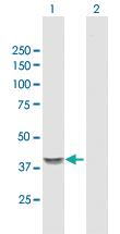 Anti-GNA14 Mouse Polyclonal Antibody