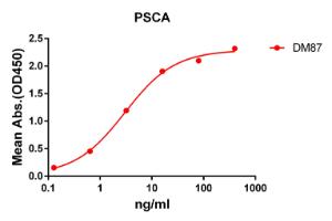 Antibody A318620-500