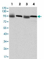 Anti-EEF2 Mouse Monoclonal Antibody [clone: 5B6]