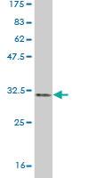 Anti-LMO3 Mouse Monoclonal Antibody [clone: 4A8]