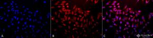 Immunocytochemistry/Immunofluorescence analysis of human cervical cancer cell line (HeLa), fixed in 2% formaldehyde for 20 minutes at room temperature, using Anti-Superoxide Dismutase 3 / EC-SOD Antibody (A304989), at 1:100 for 12 hours at 4°C