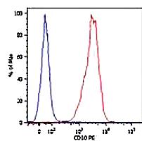 Anti-MME Mouse Monoclonal Antibody [clone: MEM-78]