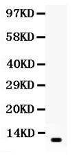 Anti-RETN Rabbit Polyclonal Antibody