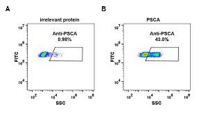 Antibody A318620-500