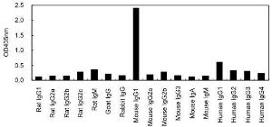 ELISA for cross-reactivity to various immunoglobulins