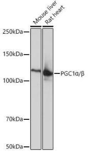 Western blot analysis of extracts of various cell lines, using Anti-PGC1 alpha + PCG beta Antibody [ARC0153] (A309044) at 1:1,000 dilution The secondary antibody was Goat Anti-Rabbit IgG H&L Antibody (HRP) at 1:10,000 dilution Lysates/proteins were present at 25 µg per lane