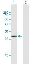 Anti-NXPE1 Mouse Polyclonal Antibody