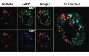 Anti-Amyloid beta-peptide Mouse Monoclonal Antibody [clone: MOAB-2]