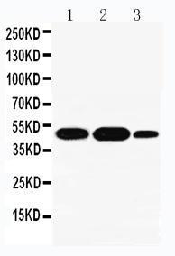 Anti-INDOL1 Rabbit Polyclonal Antibody